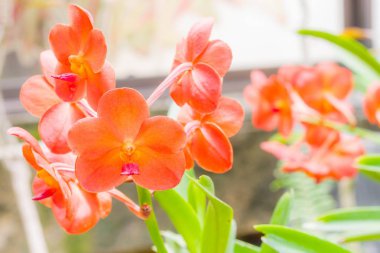 Güzel turuncu orkide çiçekler
