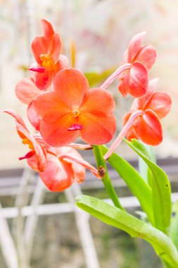 Güzel turuncu orkide çiçekler