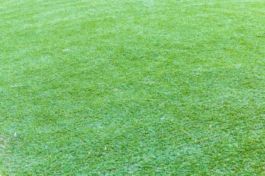 Yeşil çim doku ve arka plan 