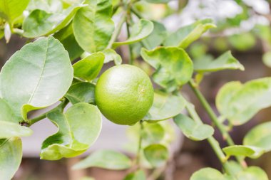 ağaç üzerinde taze limes