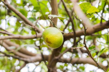 ağaç üzerinde taze limes