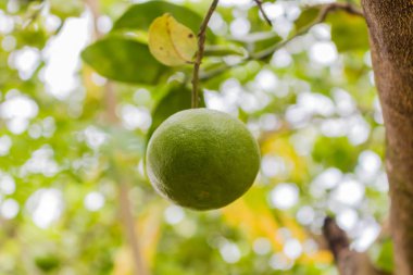 ağaç üzerinde taze limes