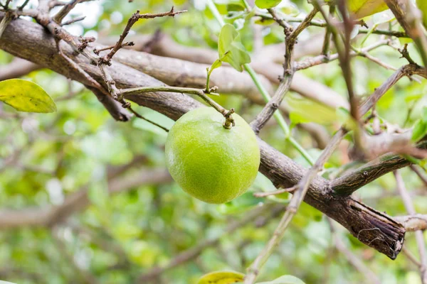 stock image Fresh limes on tree