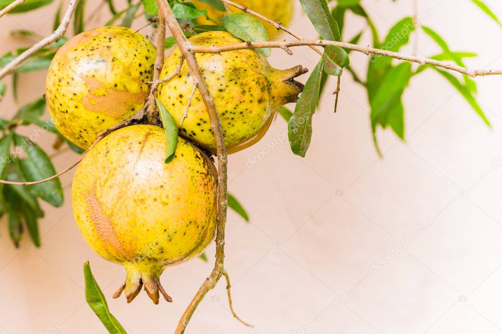 Pomegrante fruit on tree branch