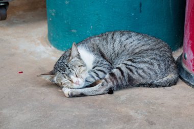 Şirin kedi yerde uyuyor.