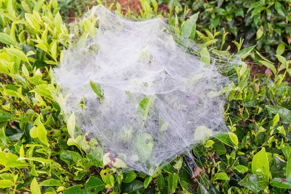 yeşil çay ağacı üstünde örümcek ağı