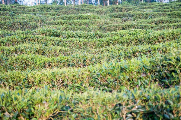 Zielona herbata pola w Maehongson, Tajlandia — Zdjęcie stockowe