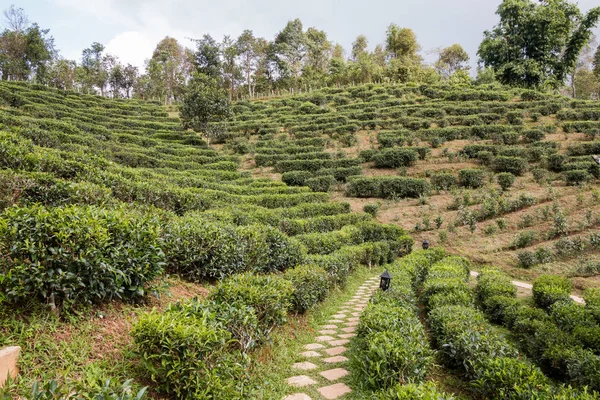 Zöld tea mező Maehongson, Thaiföld — Stock Fotó