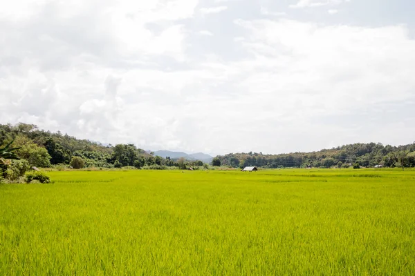 在泰国北部的稻田 — Stockfoto