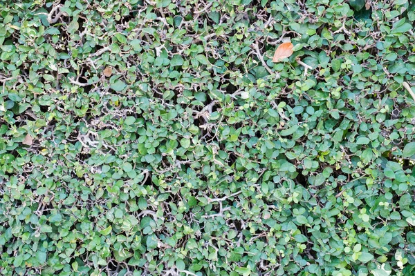 Plantas verdes en el fondo de la pared — Foto de Stock