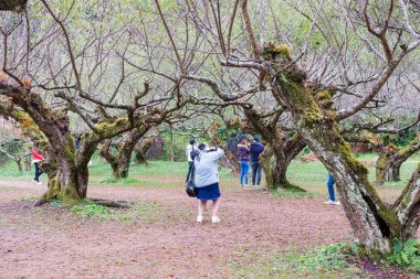 Chiangmai, Tayland - Aralık 17: Ang Khang istasyonu, ünlü Garden'da Doi Ang Khang üzerinde 17 Aralık 2016 Chiangmai, Tayland