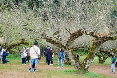 Chiangmai, Tayland - Aralık 17: Ang Khang istasyonu, ünlü Garden'da Doi Ang Khang üzerinde 17 Aralık 2016 Chiangmai, Tayland