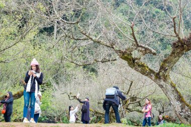 Chiangmai, Tayland - Aralık 17: Ang Khang istasyonu, ünlü Garden'da Doi Ang Khang üzerinde 17 Aralık 2016 Chiangmai, Tayland