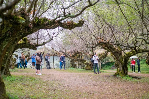 Chiangmai, Tayland - Aralık 17: Ang Khang istasyonu, ünlü Garden'da Doi Ang Khang üzerinde 17 Aralık 2016 Chiangmai, Tayland