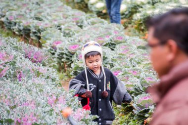 Chiangmai, Tayland - Aralık 17: Ang Khang istasyonu, ünlü Garden'da Doi Ang Khang üzerinde 17 Aralık 2016 Chiangmai, Tayland