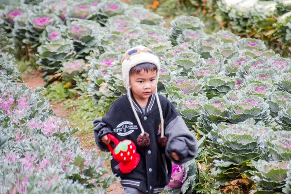 Chiangmai, thailand - dec 17: ang khang station, ein berühmter garten am doi ang khang am dec 17, 2016 in chiangmai, thailand — Stockfoto