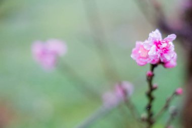 Güzel kiraz çiçeği, Doi Ang Khang Chiangmai, Tayland