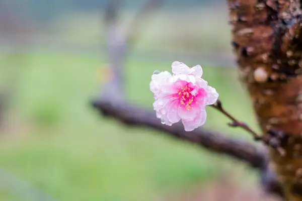 Bela flor de cereja em Doi Ang Khang em Chiangmai, Tailândia — Fotografia de Stock