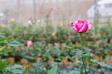 Bahçede güzel bir gül