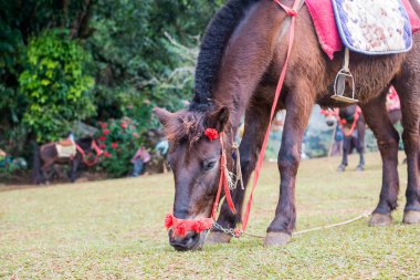 Genç at Ang Ang Khang istasyonu Chiang Mai, Tayland