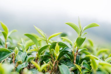 Chiang Mai, Tayland Doi Angkhang yeşil çay çiftlik