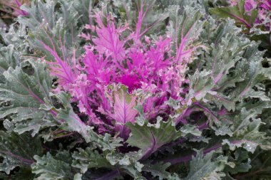 Chiangmai, Tayland Angkhang istasyonunda dikim lahana