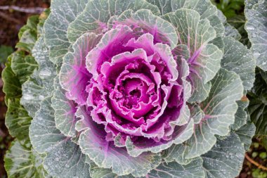 Chiangmai, Tayland Angkhang istasyonunda dikim lahana