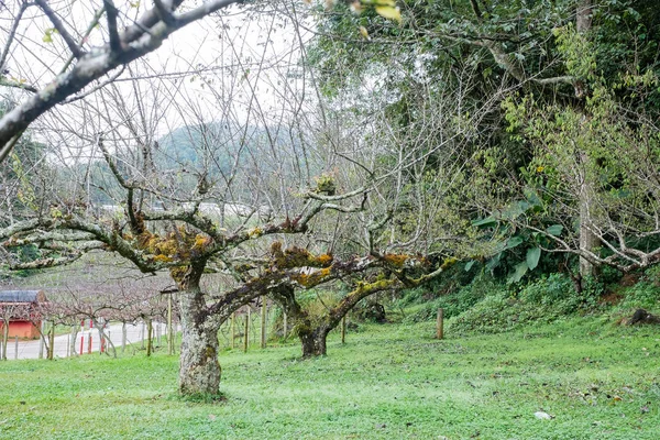 Jardim de ameixa na estação de angkhang em Chiangmai, Tailândia . — Fotografia de Stock