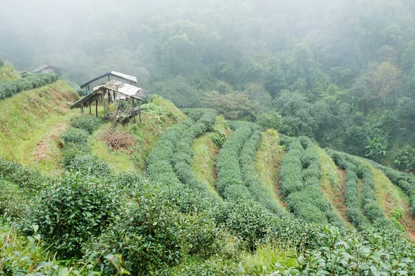 Zöld tea farm: Doi Angkhang Chiang Mai, Thaiföld — Stock Fotó