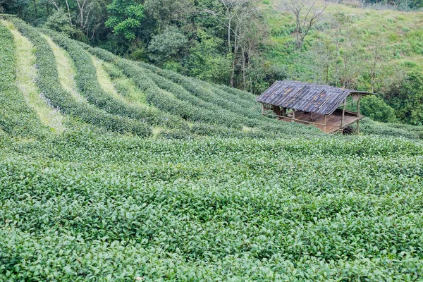 Groene thee boerderij op Doi Angkhang in Chiang mai, Thailand — Stockfoto