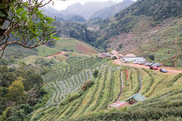 Zöld tea farm: Doi Angkhang Chiang Mai, Thaiföld — Stock Fotó