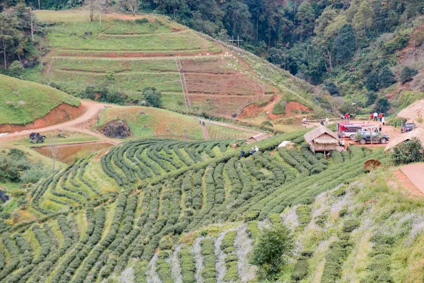 Zöld tea farm: Doi Angkhang Chiang Mai, Thaiföld — Stock Fotó