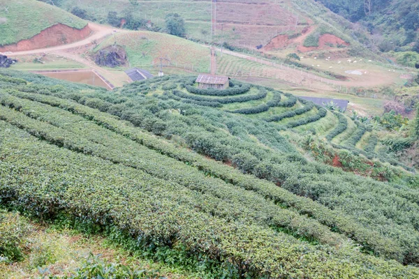 Зеленая чайная ферма в Дой Ангкханге в Чиангмае, Таиланд — стоковое фото