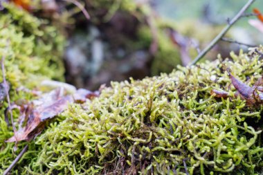 Ağaçta yeşil yosun