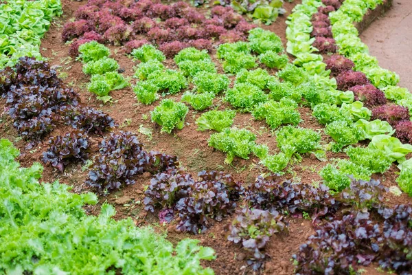 Chiangmai, Tayland Angkhang istasyonunda sebze bahçesi