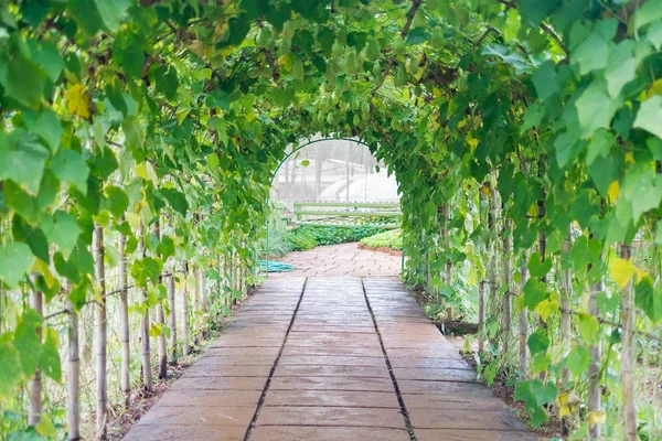 geçit Angkhang istasyonu, Chiangmai Tayland bahçesinde