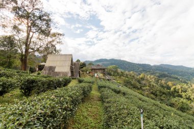 Yeşil çay çiftlik Chiangmai, Tayland