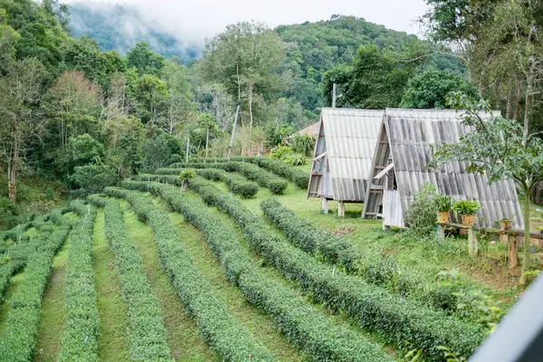 Zöld tea farm, Chiangmai, Thaiföld — Stock Fotó