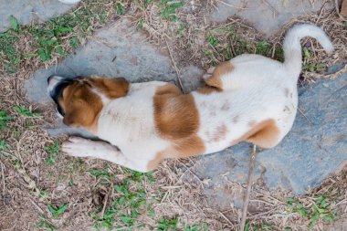 Yerde yatan ve bir şey ile oynayan köpek