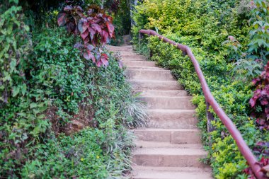 Taş merdiven arasında doğal tropikal orman önde gelen yeşil yeşillik