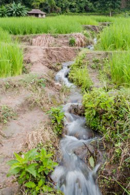 Manzara görünümü çiftlik pirinç Ban Papongpieng pirinç terasları, Chiang Mai, Tayland
