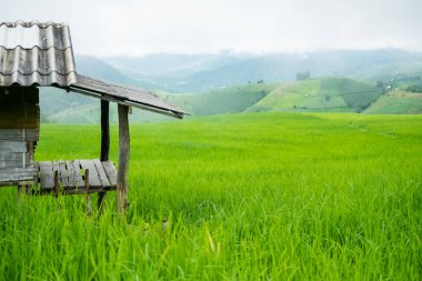 Manzara görünümü çiftlik pirinç Ban Papongpieng pirinç terasları, Chiang Mai, Tayland