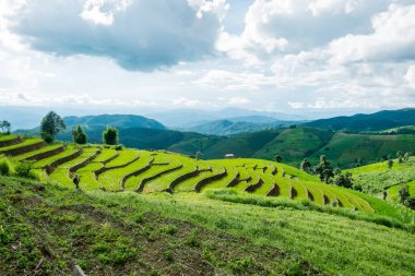 Manzara görünümü çiftlik pirinç Ban Papongpieng pirinç terasları, Chiang Mai, Tayland