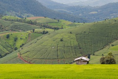Manzara görünümü çiftlik pirinç Ban Papongpieng pirinç terasları, Chiang Mai, Tayland