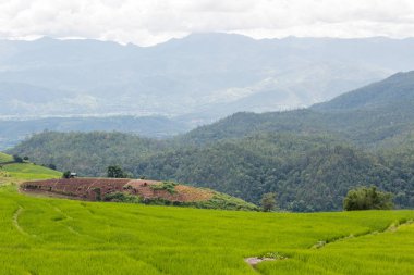 Manzara görünümü çiftlik pirinç Ban Papongpieng pirinç terasları, Chiang Mai, Tayland