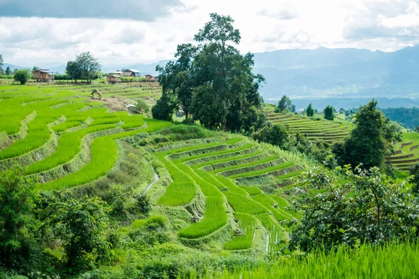 Fekvő nézetben farm rizs tilalom Papongpieng rizs teraszok, Chiang Mai, Thaiföld — Stock Fotó