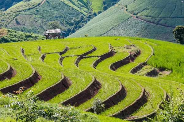 Fekvő nézetben farm rizs tilalom Papongpieng rizs teraszok, Chiang Mai, Thaiföld — Stock Fotó