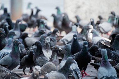 Yeme ve cadde boyunca yürüyüş güvercin güvercin 