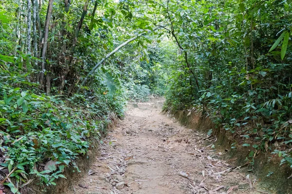 Nature trail study in Khao Sok National Park in Thailand