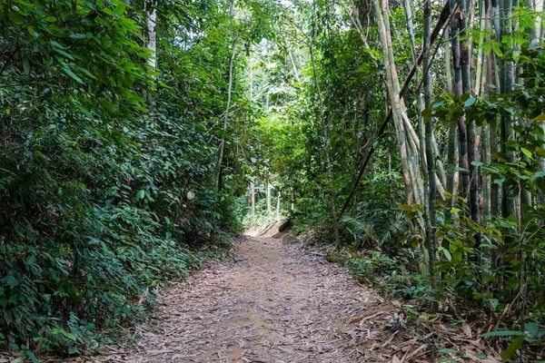 Doğa iz çalışma Khao Sok Milli Parkı'nda Tayland